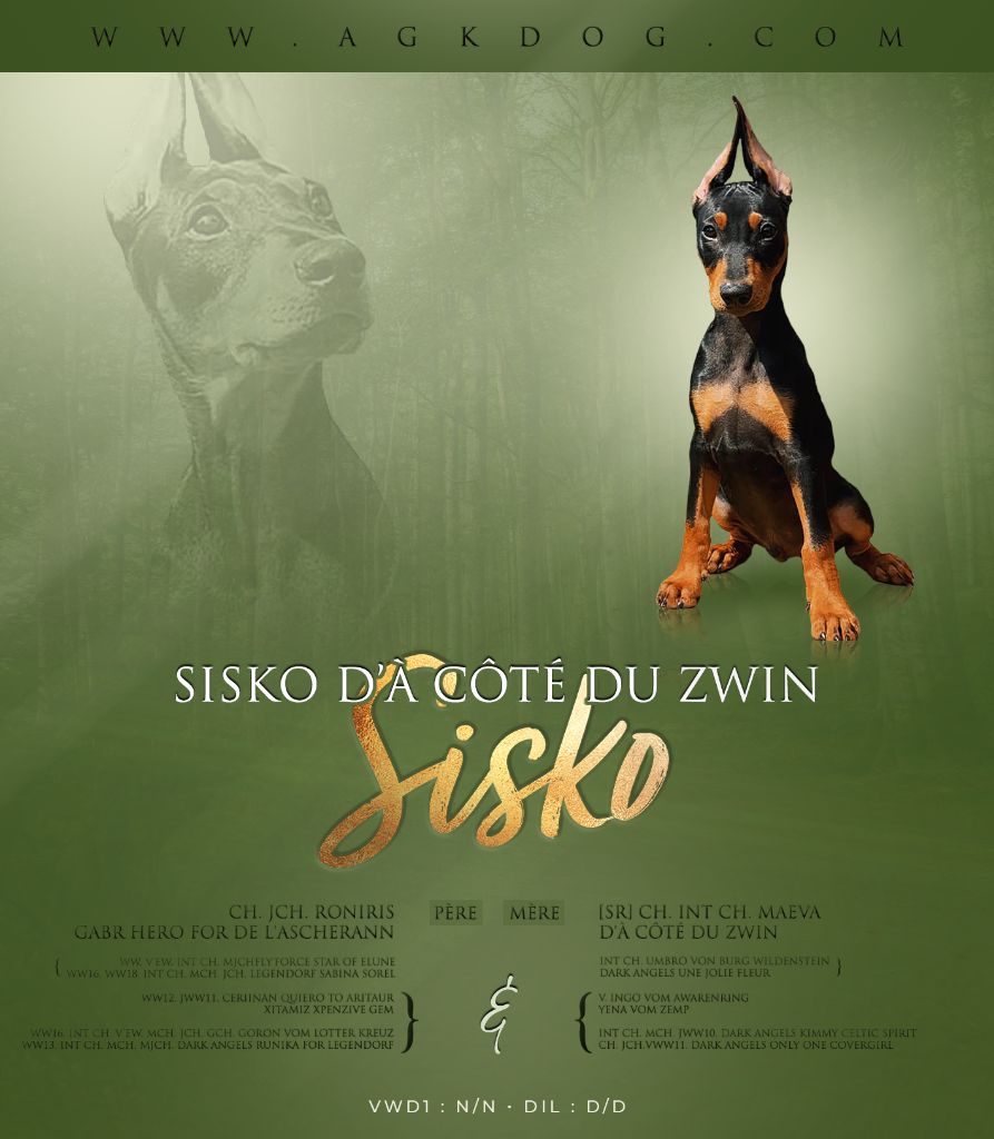 Sisko d'à côté du Zwin