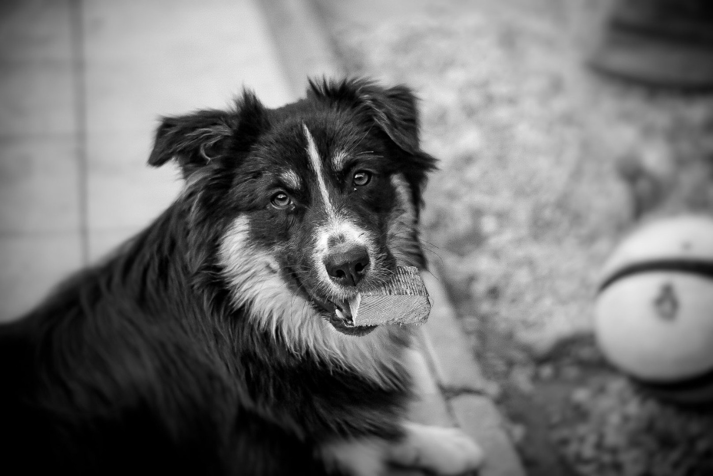 Vivre d'Amour Du Petit Mont D'éden